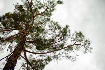 Obraz premium sky and tree