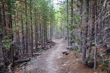 Flat hiking trail path through a forest of lodgepole pine trees to Mystic Falls in Yellowstone National Park