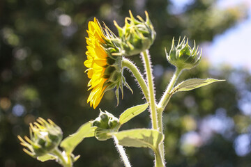 Sunflower in profile