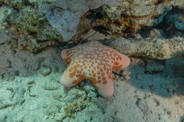 Starfish On the seabed in the Red Sea, Eilat Israel