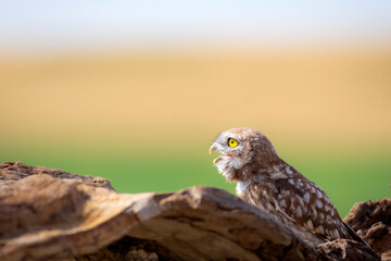 Little owl. Colorful nature background. Athene noctua.  