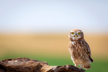 Little owl. Colorful nature background. Athene noctua.  