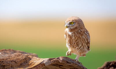 Little owl. Colorful nature background. Athene noctua.  