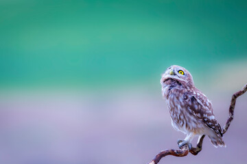 Little owl. Colorful nature background. Athene noctua.  