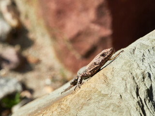 lizard on a rock
