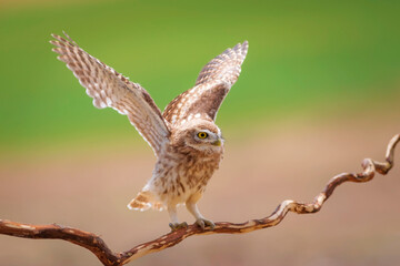Little owl. Colorful nature background. Athene noctua.  