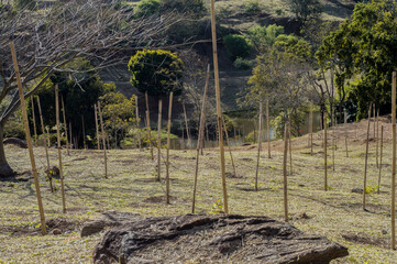 park with planted trees and wood marking its location