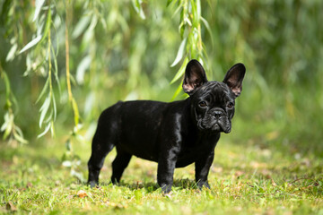 french bulldog puppy on green grass in the park