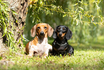 dachshund dog black tan color and dachshund dog piebald against the backdrop of greenery in the park