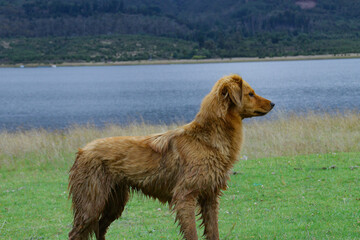 Dog and lake
