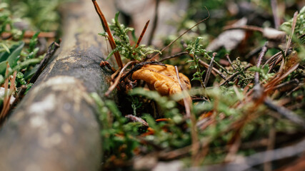 Partially blurred chanterelle mushrooms, growing in moss forest
