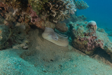Moray eel Mooray lycodontis undulatus in the Red Sea, Eilat Israel
