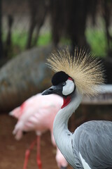Fototapeta premium focus on the beauty of the crowned crane.