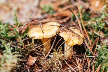 Partially blurred chanterelle mushrooms, growing in moss forest - obrazy, fototapety, plakaty