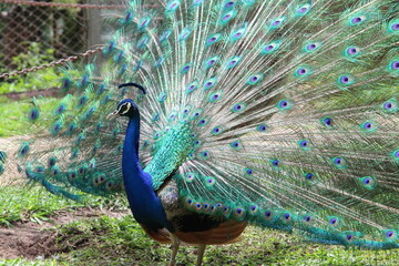 Obraz premium One of the most beautiful birds, the Peacock opens to court.