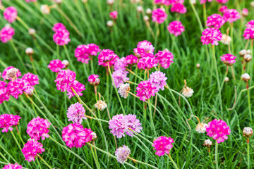Pink flowers in the town of Bandon, Oregon.