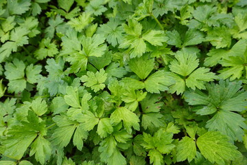 Creeping buttercup is a short perennial plant with bright yellow flowers that shoot up to 24 inches high.