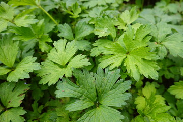 Creeping buttercup is easily recognised with its bright yellow flowers which attract pollinating insects.