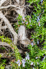 Blooms on a rosemary bush in Bandon, Oregon.
