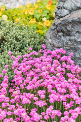 Pink flowers in the town of Bandon, Oregon.