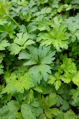 Ranunculus repens, the creeping buttercup, is a flowering plant in the buttercup family Ranunculaceae, native to Europe, Asia and northwestern Africa.