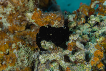 Coral reef and water plants in the Red Sea, Eilat Israel
