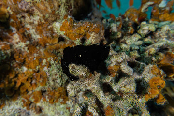 Coral reef and water plants in the Red Sea, Eilat Israel
