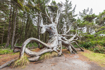 A gnarled and weathered tree on the Oregon coast.