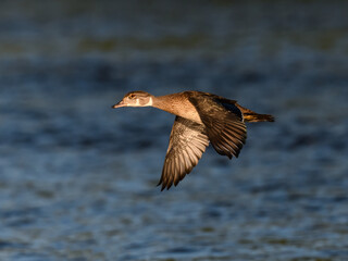 Wood Duck Flying Over River with Green Water in Early Morning