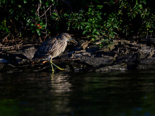 Naklejka na ściany i meble Black-crowned Night Heron Juvenile Standing on Log and Fishing in the River