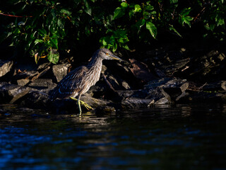 Black-crowned Night Heron Juvenile  Fishing in the River in Early Morning Light