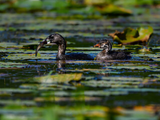 Pied-billed Grebe Chick Holding a Fish and Swimming with Adult 