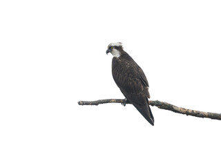 Osprey Sitting on Dead Tree Branch on White Background, Isolated
