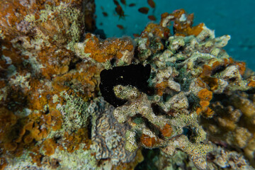 Coral reef and water plants in the Red Sea, Eilat Israel
