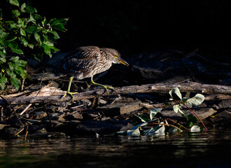 Black-crowned Night Heron Juvenile Standing on Log and Fishing in the River