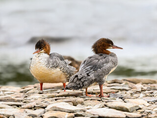 Two Female Common Mergansers Standing on Stony River Bank, Portrait