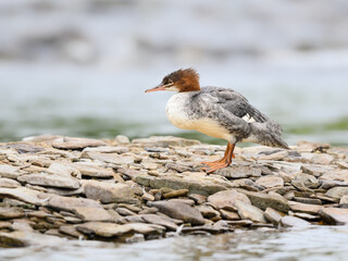 Female Common Merganser Standing on Stony River Bank, Portrait
