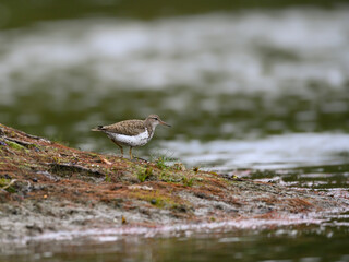 Spotted Sandpiper Foraging on the pond with Green Water 