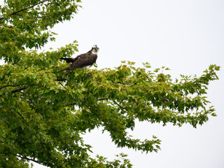 Osprey Sitting on Green Tree Branch in Summer