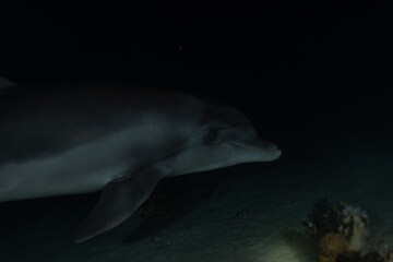 Dolphin swimming in the Red Sea, Eilat Israel