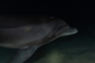 Dolphin swimming in the Red Sea, Eilat Israel