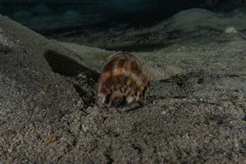 Fish swim in the Red Sea, colorful fish, Eilat Israel
