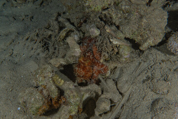 Fish swim in the Red Sea, colorful fish, Eilat Israel
