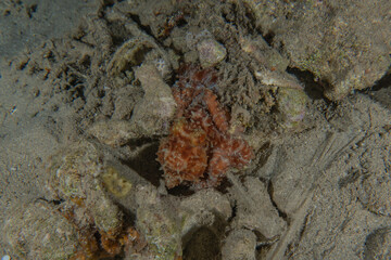 Octopus king of camouflage in the Red Sea, Eilat Israel 

