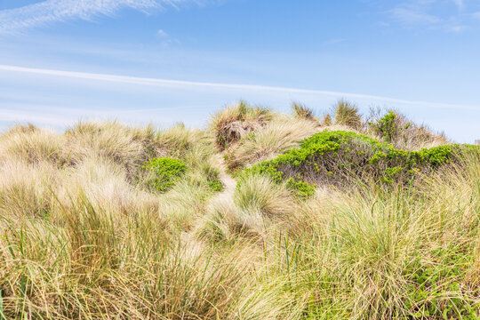 Grassy Dunes On The Oregon Coast.