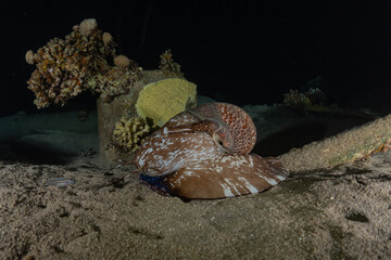 Octopus king of camouflage in the Red Sea, Eilat Israel 
