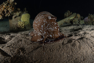 Octopus king of camouflage in the Red Sea, Eilat Israel 
