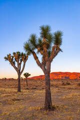 joshua tree national park