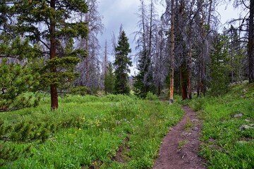 Fototapeta premium Henry’s Fork hiking trail view towards Kings Peak in Uintah Rocky Mountains in summer, Ashley National Forest, High Uintas Wilderness, Utah. United States. USA