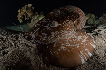 Octopus king of camouflage in the Red Sea, Eilat Israel 
